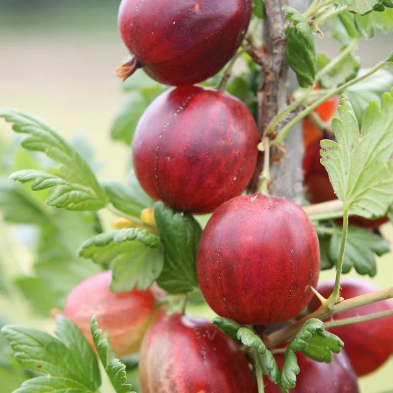 Xenia Red Gooseberry Fruit Seeds for Planting - Hardy Garden Fruit Seeds for Berries, GMO Free