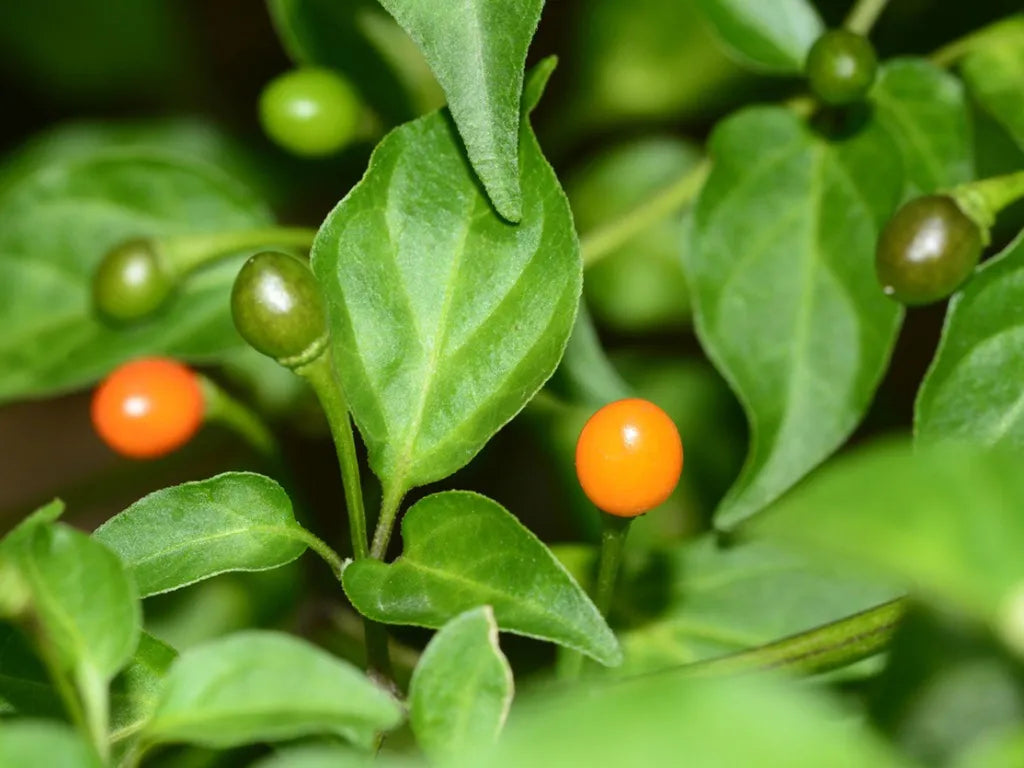 heirloom chilitepin flower seeds