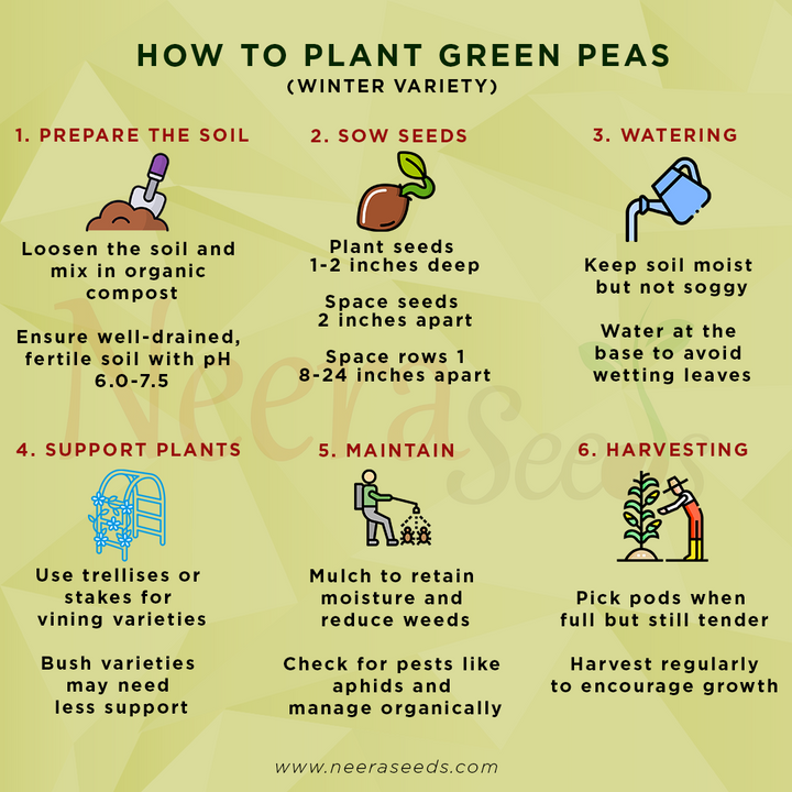 Green Peas (Winter Variety) Seeds for Planting – Cold-Resistant, Heirloom Vegetable Seeds for Cool Season Gardening