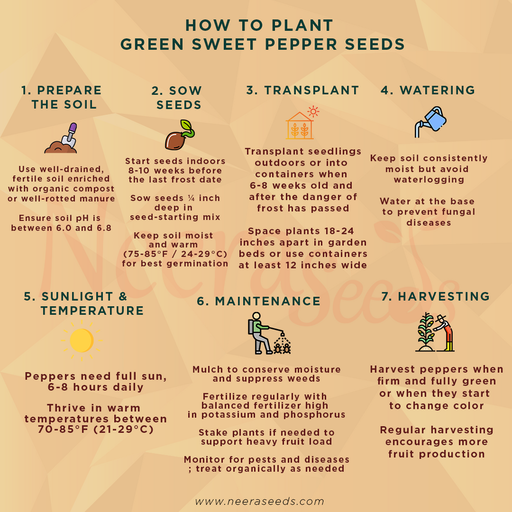 preparing pepper seeds for planting Green Sweet Pepper Seeds – Heirloom, Non-GMO Capsicum Seeds for Home G – Neeraseeds
