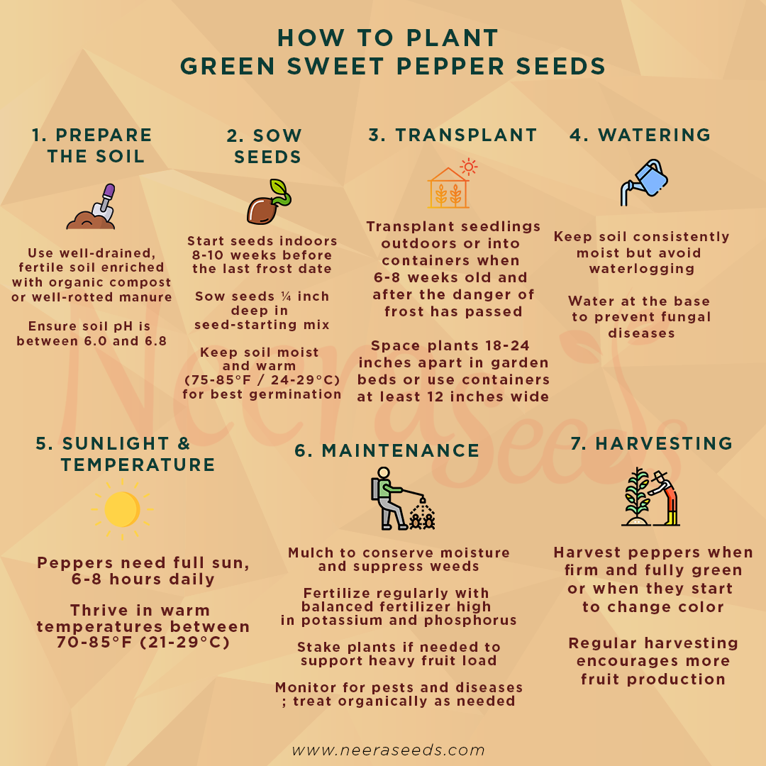 planting capsicum seeds Green Sweet Pepper Seeds – Heirloom, Non-GMO Capsicum Seeds for Home G – Neeraseeds