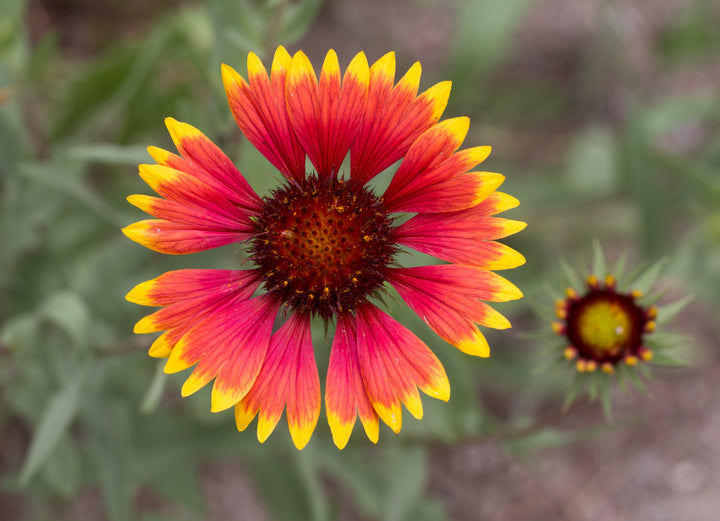 Heirloom Non-GMO Indian Blanket Flower Seeds for Planting – Drought-Tolerant Wildflower Garden Blooms