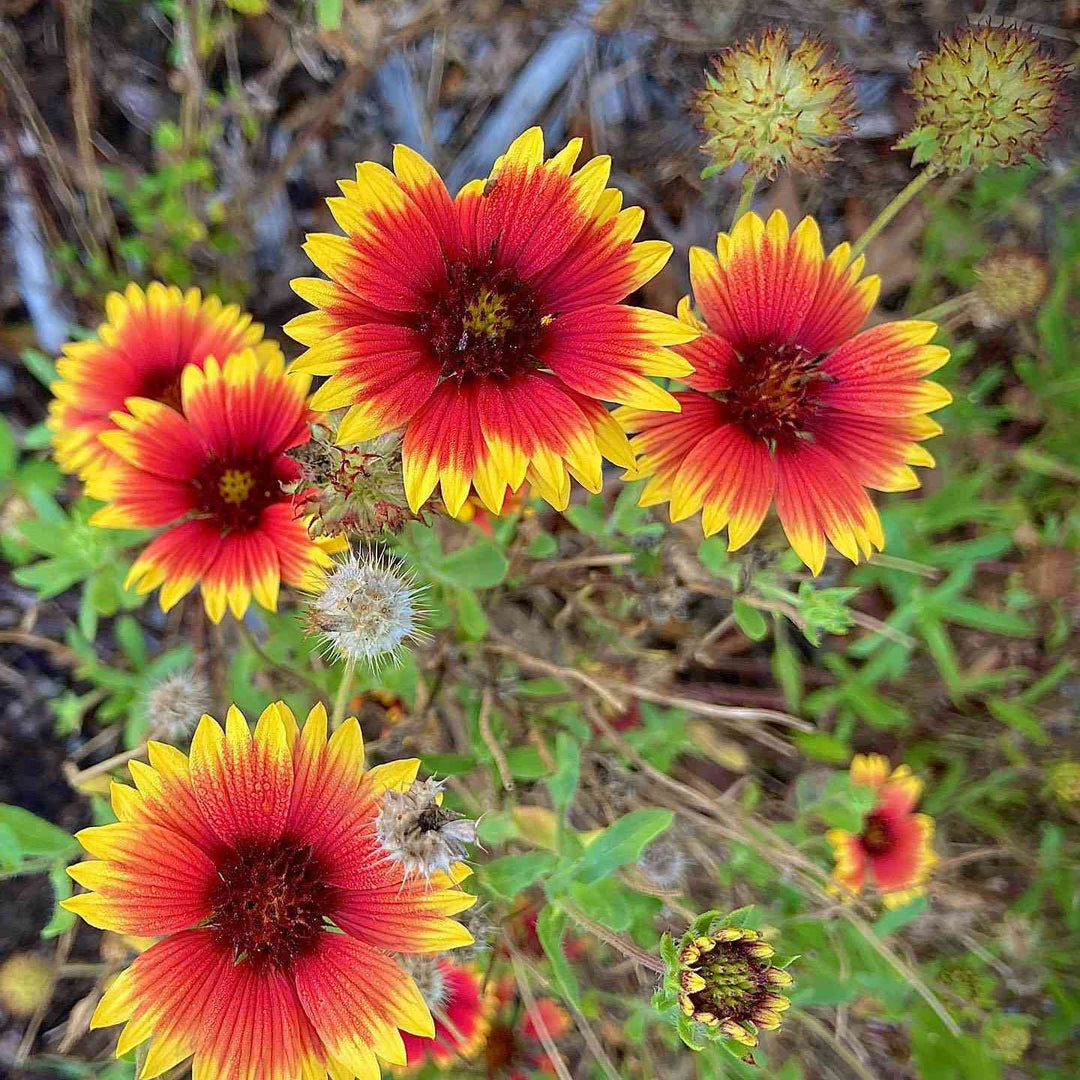 heirloom non flower seeds