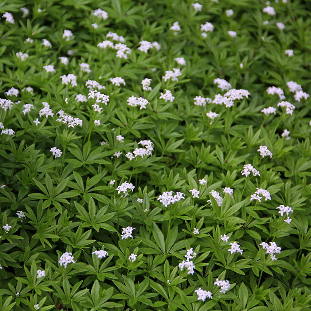 Galium blomsterfrø til plantning - 100 stk