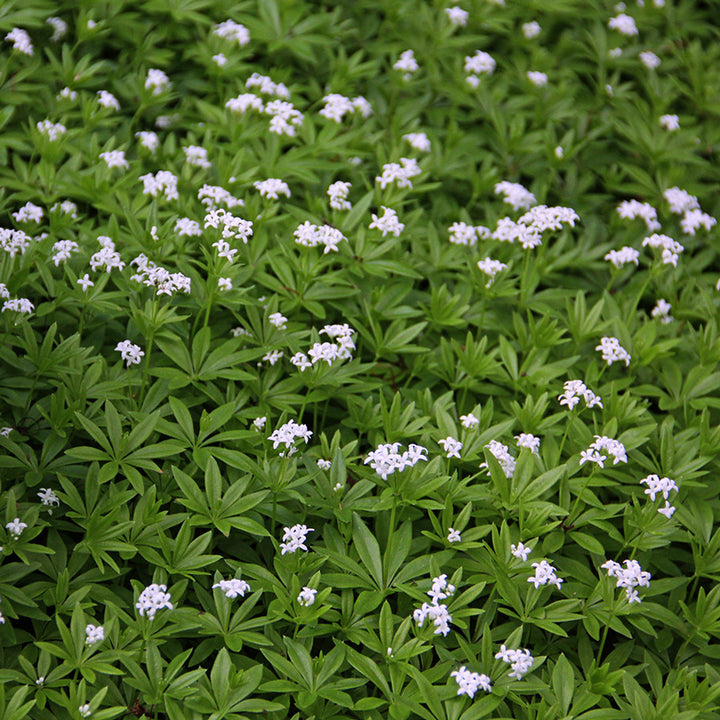 Galium Flower Seeds for Planting - 100 pcs