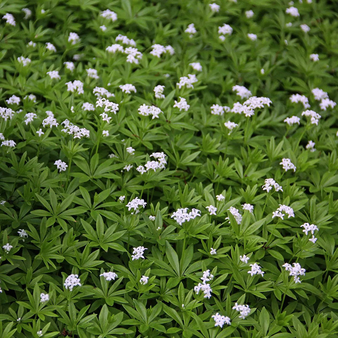 galium flower flower seeds