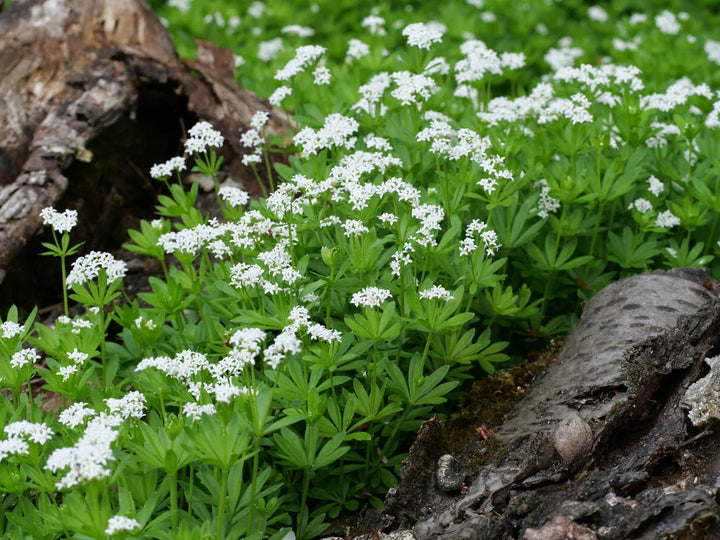 Galium Flower Seeds for Planting - 100 pcs