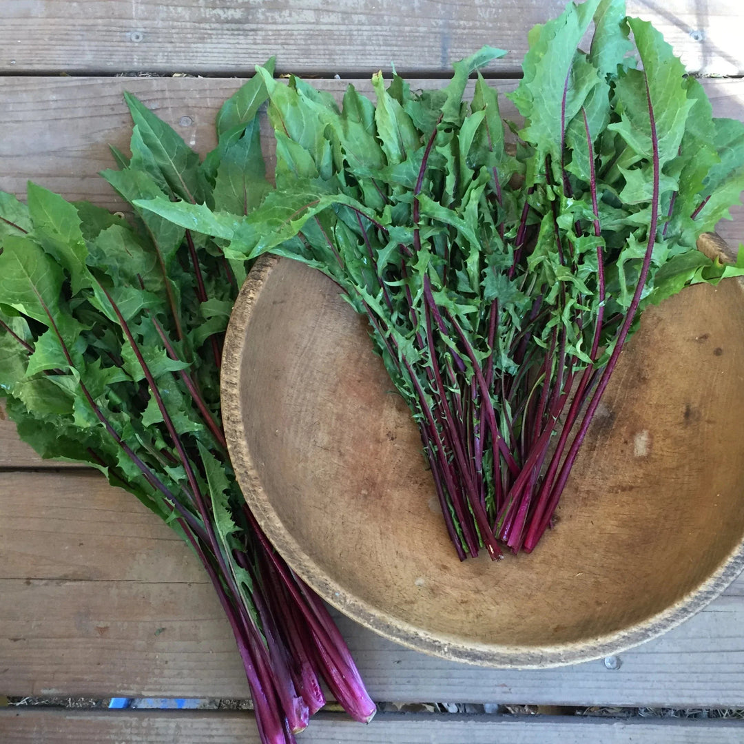 Garnet Stem Flower Seeds – Heirloom, Non-GMO, High Germination Organic Garden Seeds for Planting