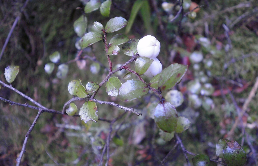 Gaultheria antipoda (Snowberry) – New Zealand Fruit Seeds for Planting- Hardy Gaultheria for Ornamental and Edible Berries