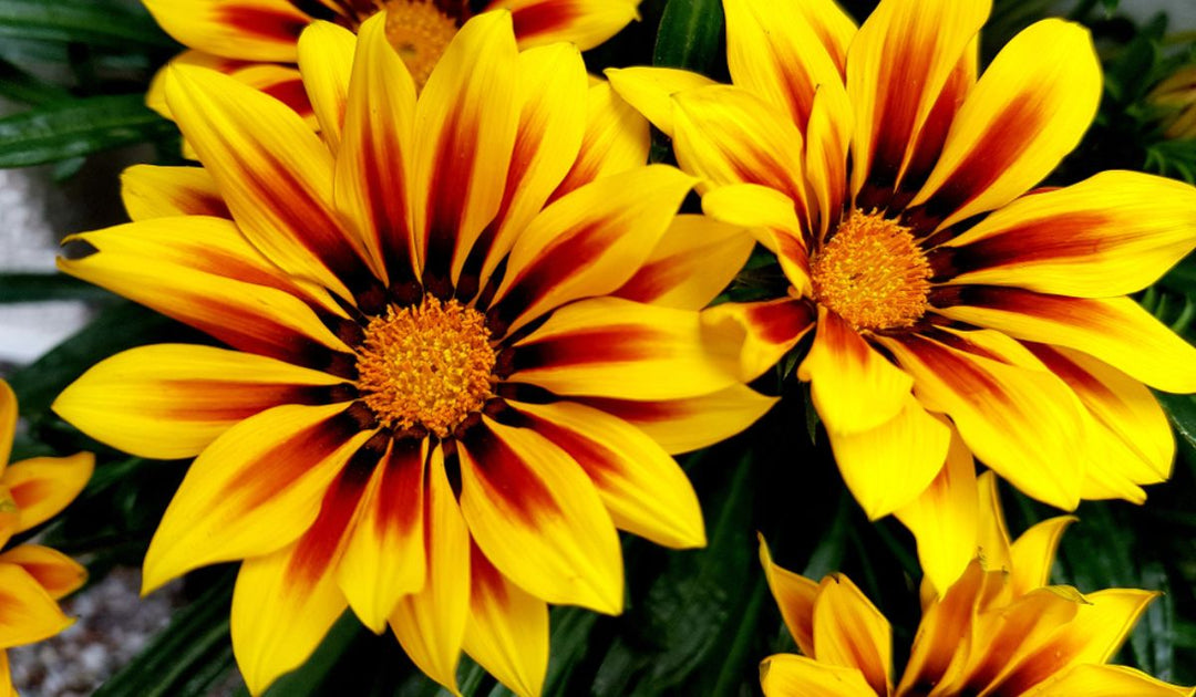 Heirloom Non-GMO Gazania Rigens Flower Seeds for Planting – Bright Drought-Tolerant Garden Blooms