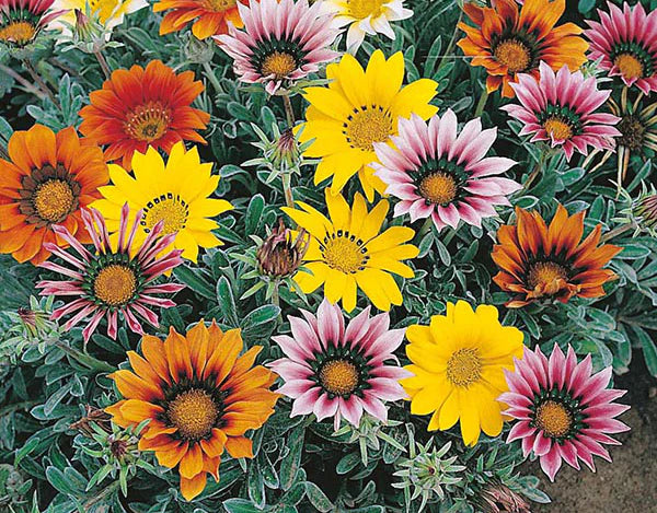 Mixed Color Gazania Flower Seeds for Planting – Heirloom, Non-GMO, Organic Garden Seeds with High Germination