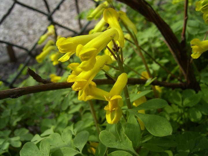 Corydalis Lutea Flower Seeds – Heirloom, Non-GMO, High Germination Organic Garden Seeds for Planting