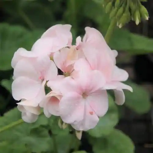 Fresh Geranium Flower Seeds for Planting, Light Pink 100 pcs