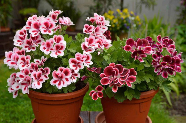 Geranium Flower Seeds for Planting Brown Purple 100 pcs