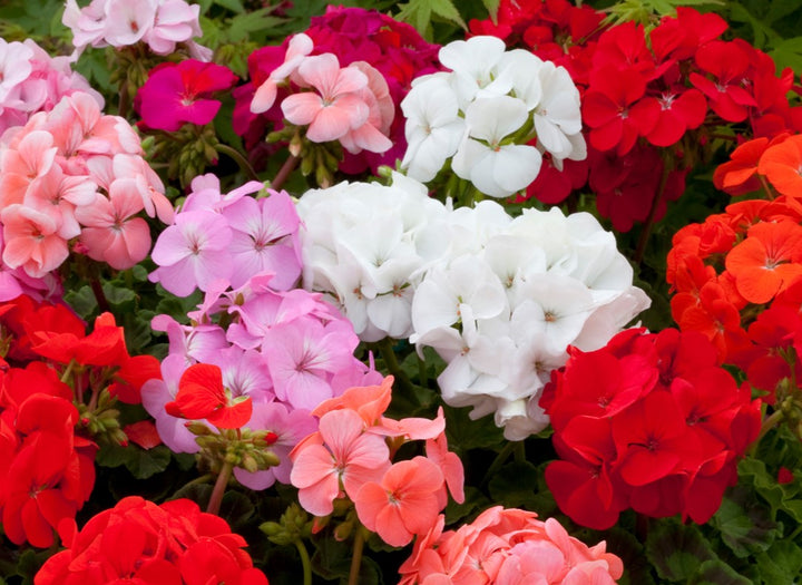 Mixed Geranium Flower Seeds for Planting – Heirloom, Non-GMO, Organic Garden Seeds