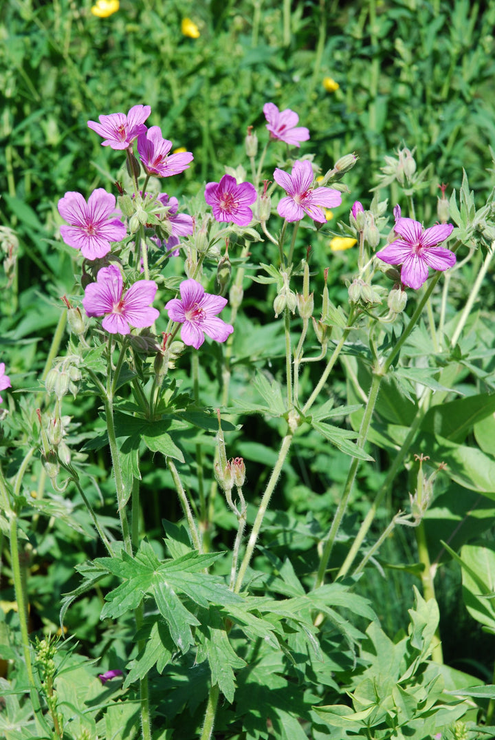 Heirloom Non-GMO Geranium viscosissimum Flower Seeds for Planting – Vibrant Garden Blooms