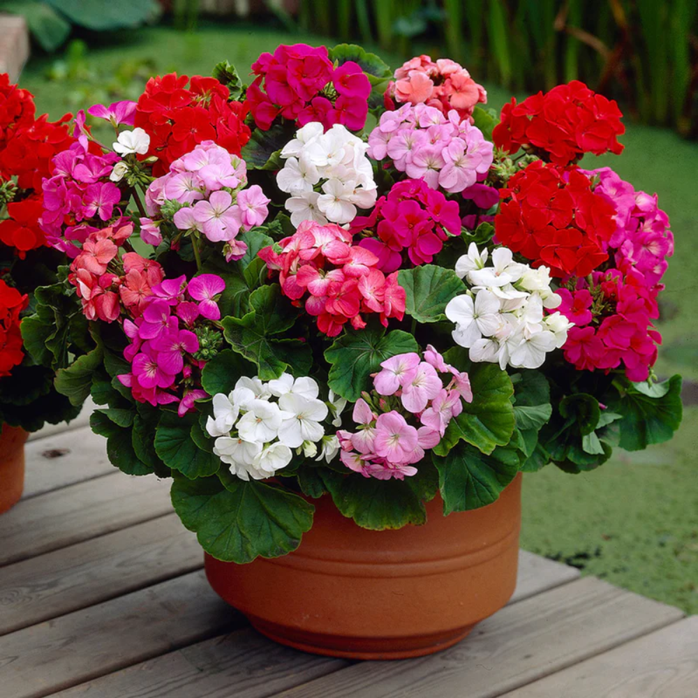 rare varied flower seeds