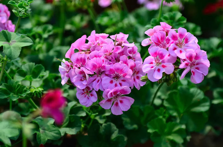 Fresh Geranium Flores Flower Seeds for Planting, Pink 100 pcs