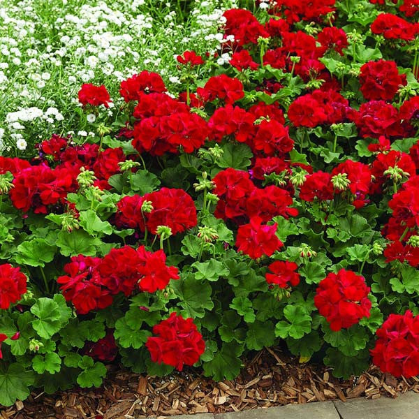 Pelargonier Røde blomsterfrø til plantning - 100 stk