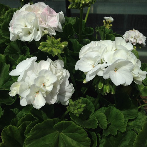 Geranium hvide blomsterfrø til plantning 100 stk