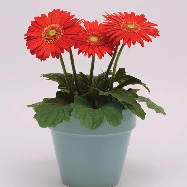 Gerbera Blomsterfrø til udplantning - Rød 100 stk