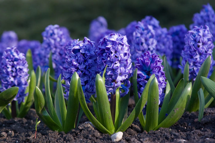 Organic Deep Blue Hyacinth Flower Seeds for Planting – Heirloom, Non-GMO