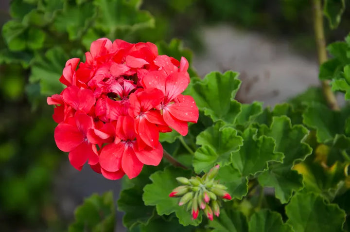 Heirloom Non-GMO Geranium Flower Seeds for Planting – Fresh and Vibrant Garden Blooms