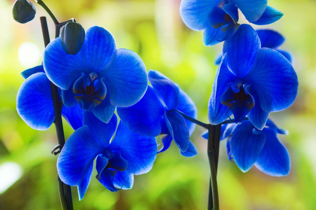 Blue Phalaenopsis Orchid Flower Seeds 100 pcs