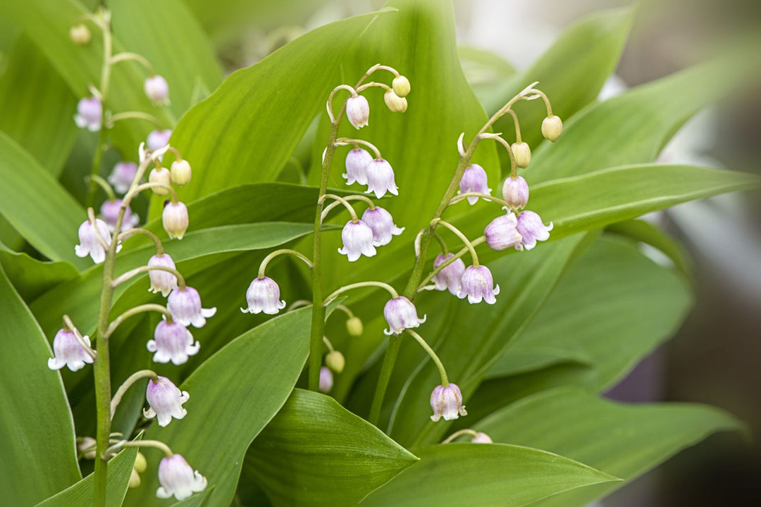 Hvide Rich Aroma Blomsterfrø til udplantning - 100 stk