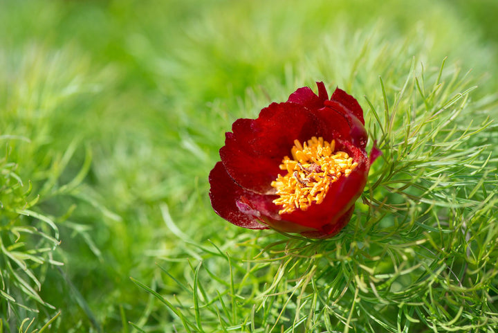 Paeonia Tenuifolia Blomsterfrø til udplantning, 100 stk