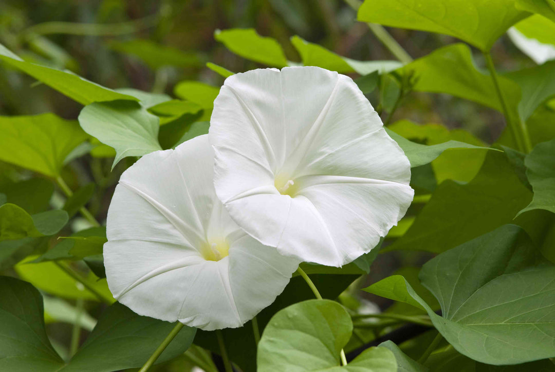 Måneblomstfrø til udplantning – 100 stk