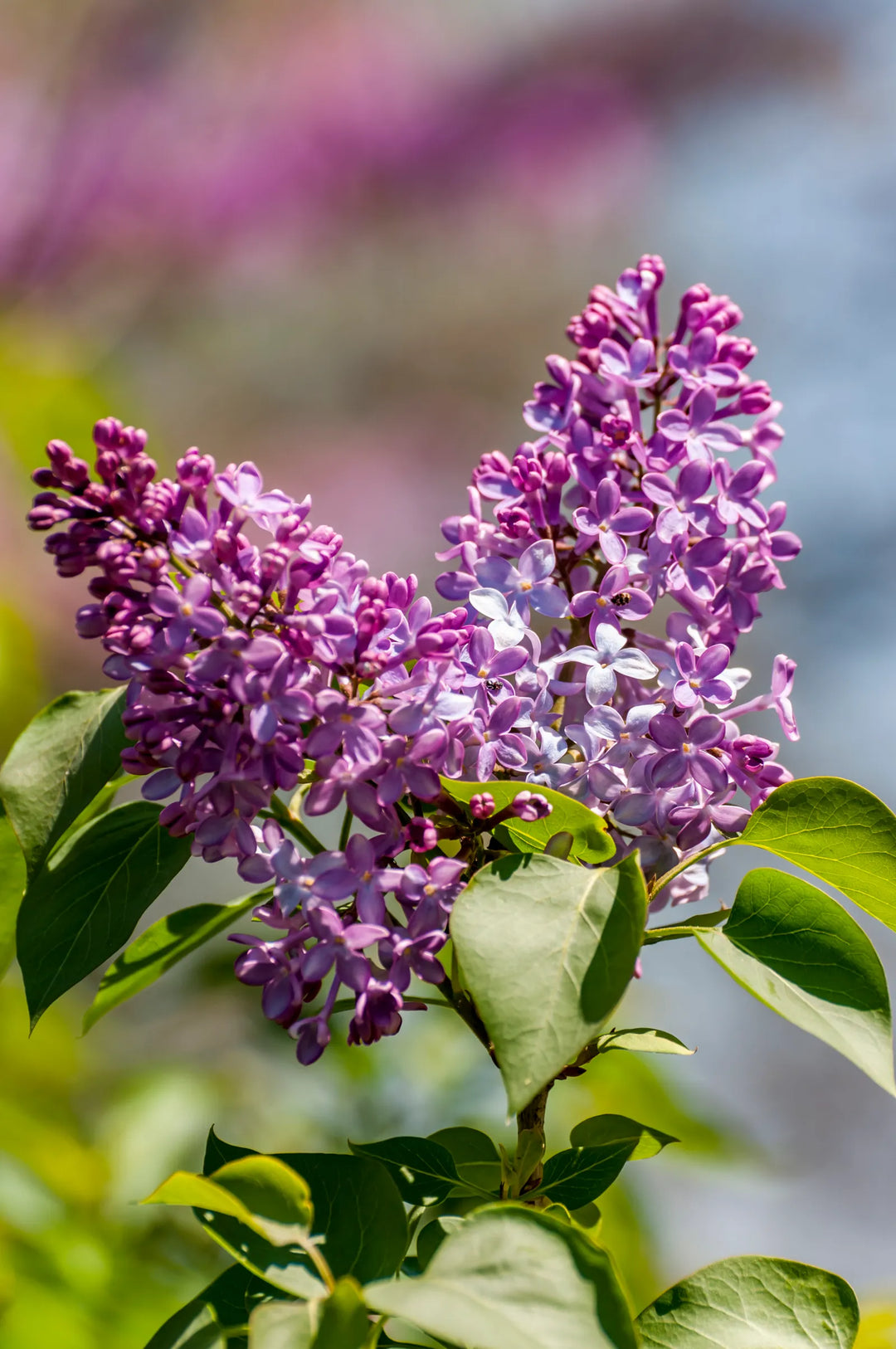 Lavender Lady Lilac Flower Seeds for Planting – Non-GMO, Heirloom, High Germination Organic Garden Seeds