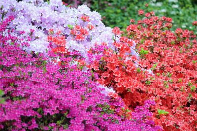 Heirloom Non-GMO Multi-Colored Gardenia Flower Seeds – High Germination Organic Garden Seeds for Planting