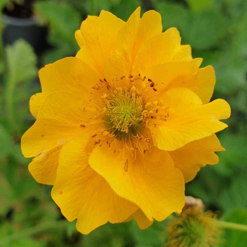 yellow stratheden flower seeds