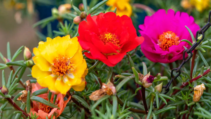 Portulaca Moss Rose Seeds – Heirloom, Non-GMO, High Germination Organic Garden Flower Seeds for Planting