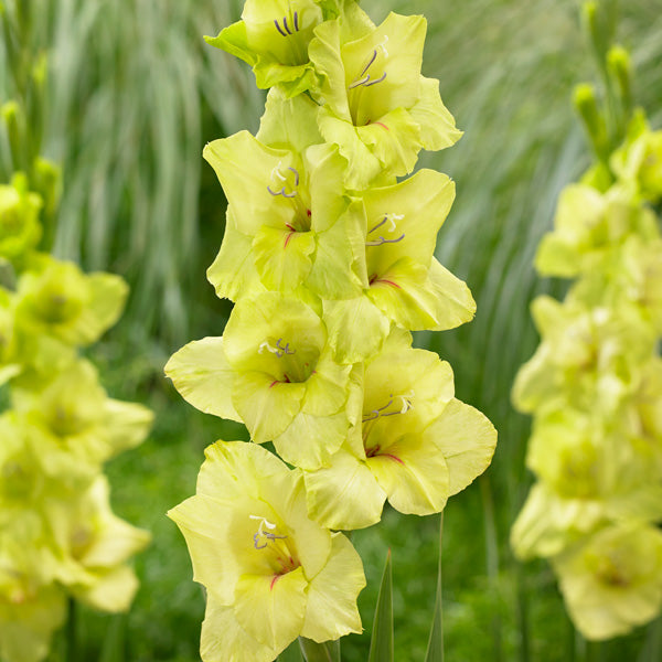 Yellow White Gladiolus Seeds for Planting - 100 pcs