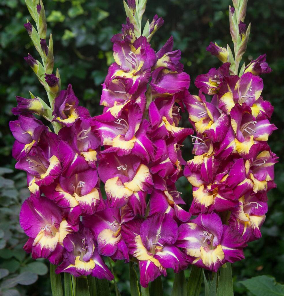 Friske Gladiolus Blomsterfrø til udplantning, Lilla Gul 100 stk