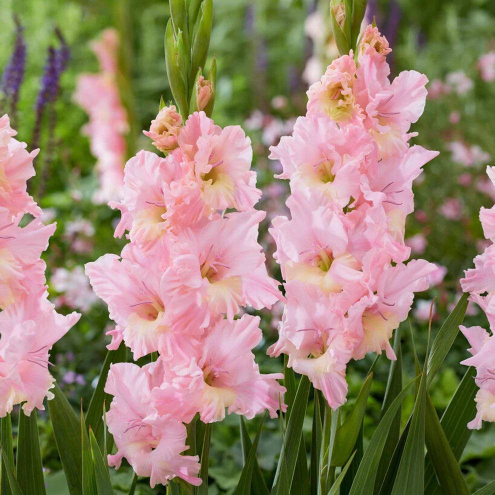 Gladiolus Blomsterfrø til Plantning Baby Pink 100 stk