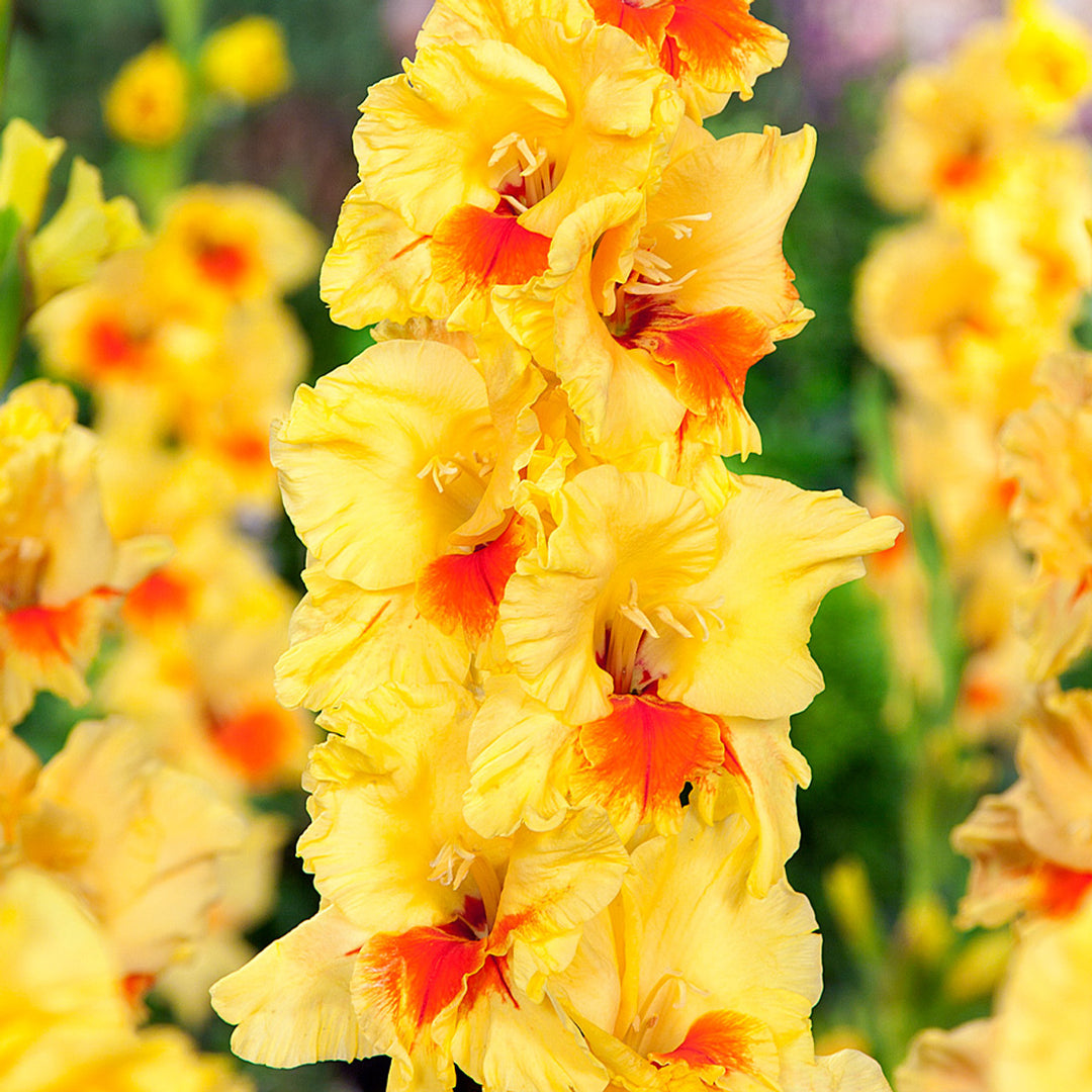 Gul Rød Gladiolus Blomsterfrø - 100 stk