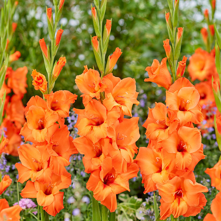 Heirloom Non-GMO Gladiolus Flower Seeds for Planting – Tall Vibrant Blooms for Cutting Gardens, High Germination