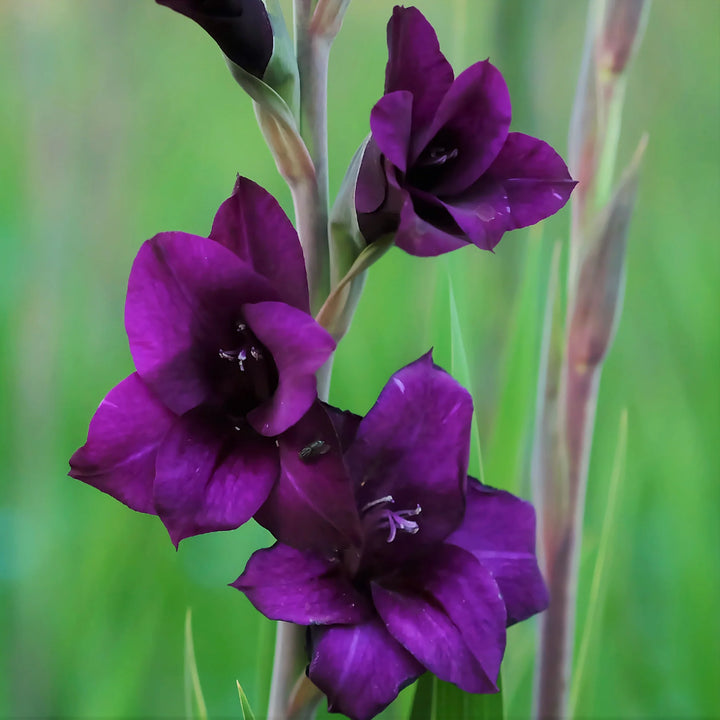 Gladiolus Flower Seeds for Planting Dark Violet White 100 pcs