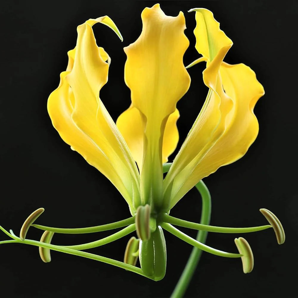 Gloriosa Lutea Flower Seeds – Heirloom, Non-GMO, High Germination Exotic Organic Garden Seeds for Planting