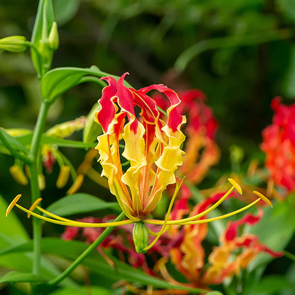 garland flame flower seeds