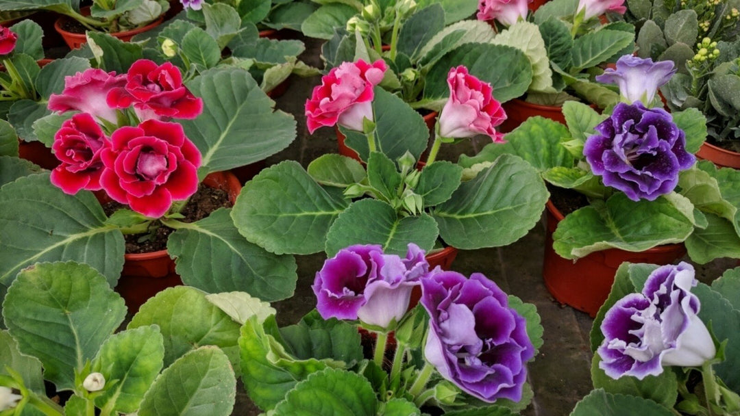 heirloom non flower seeds
