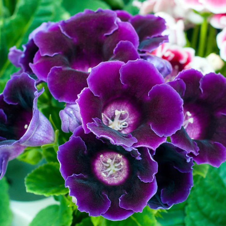 Gloxinia Blomsterfrø til Plantning Violet Mørkebrun 100 stk