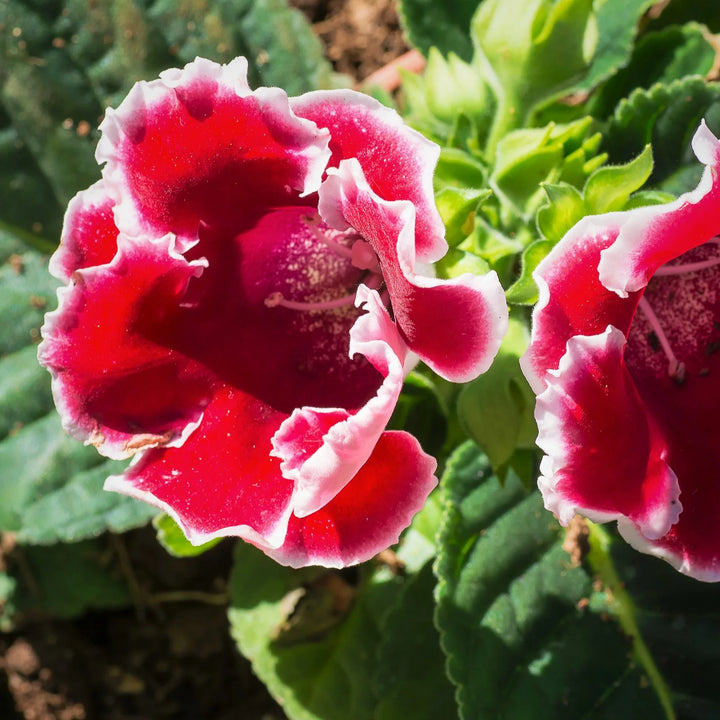 Deep Red Gloxinia Flower Seeds for Planting – Heirloom, Non-GMO, Organic Garden Seeds with High Germination for Vibrant Blooms