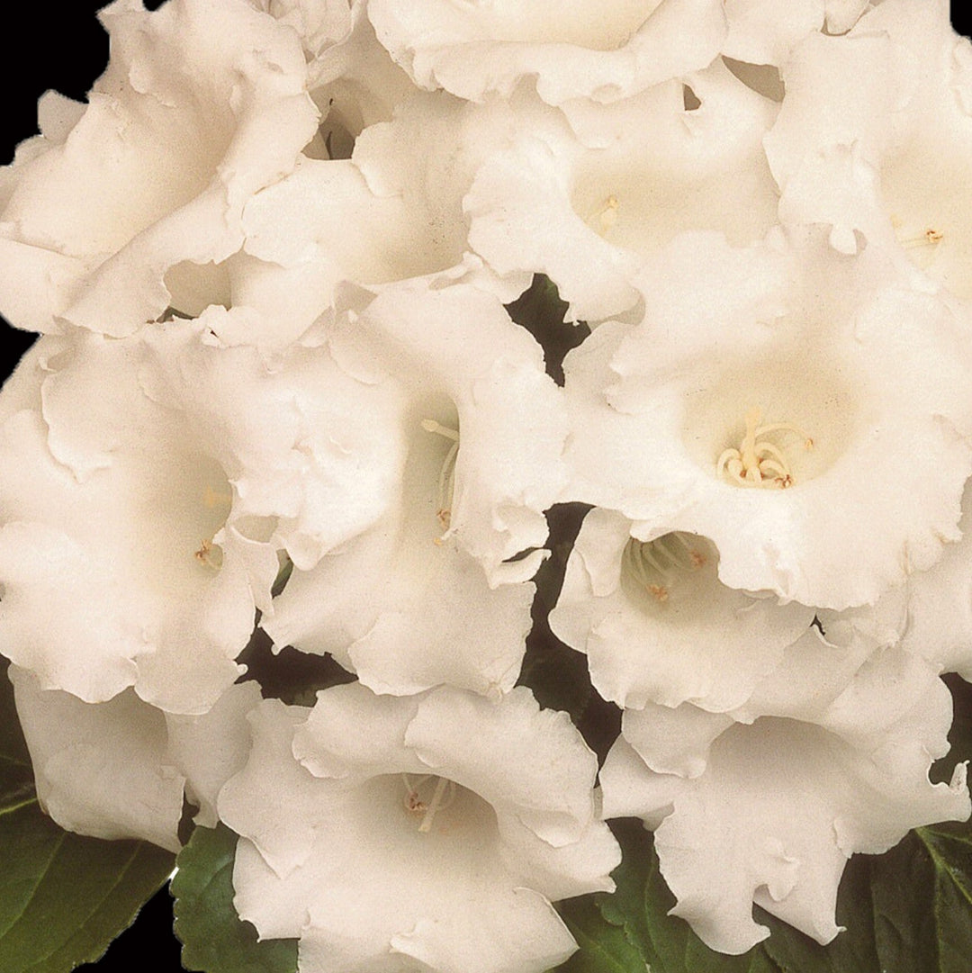 white gloxinia flower seeds