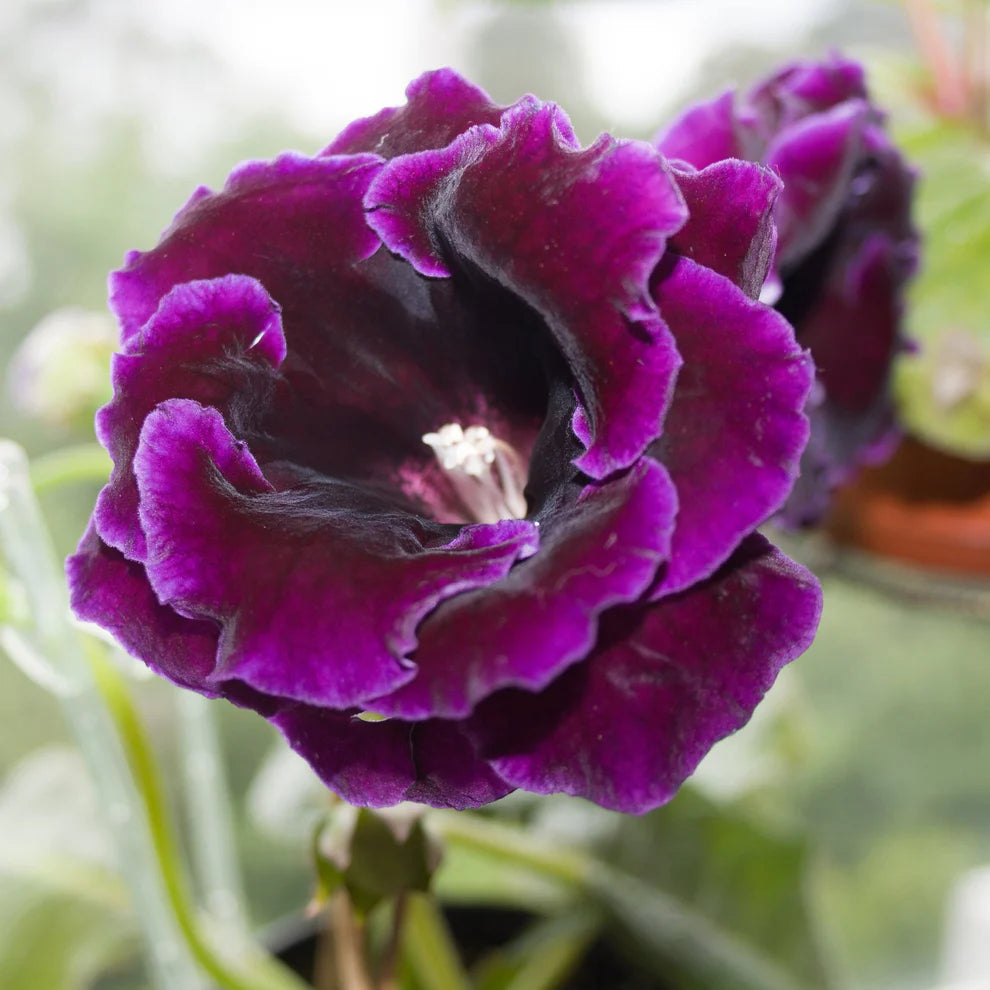 Gloxinia Blomsterfrø til Plantning Violet Mørkebrun 100 stk