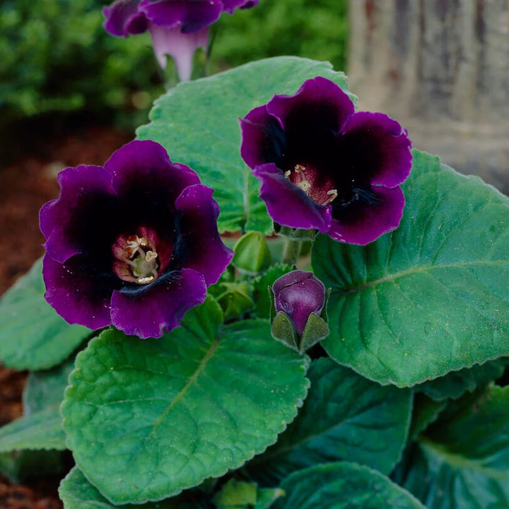 Gloxinia Blomsterfrø til Plantning Violet Mørkebrun 100 stk