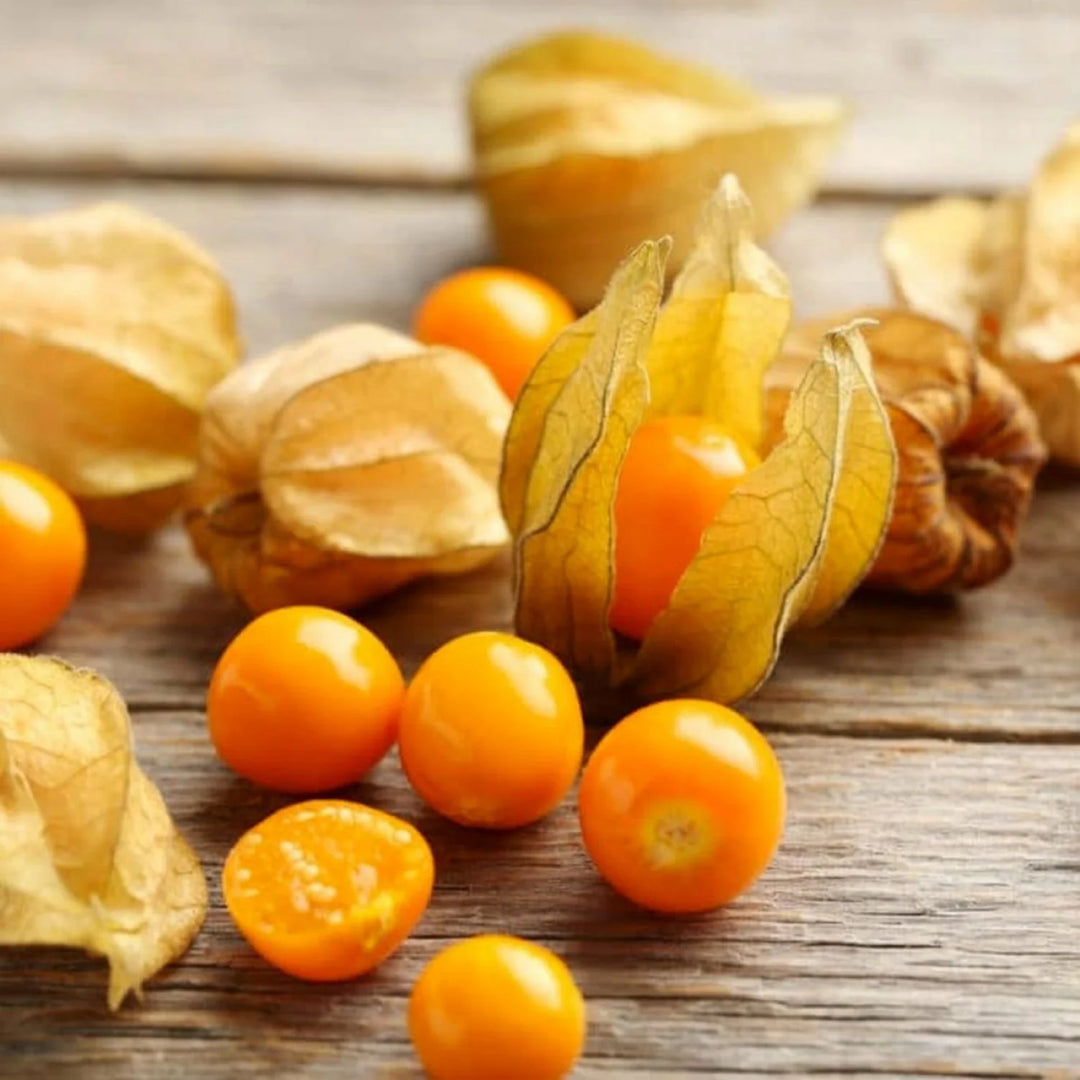 Golden Berry / Cape Gooseberry (Physalis peruviana) Rare Fruit Plant Seeds for Growing Superfruits in Your Yard